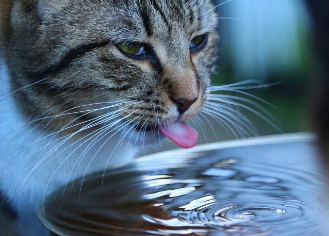 La importancia del agua en el organismo de las mascotas