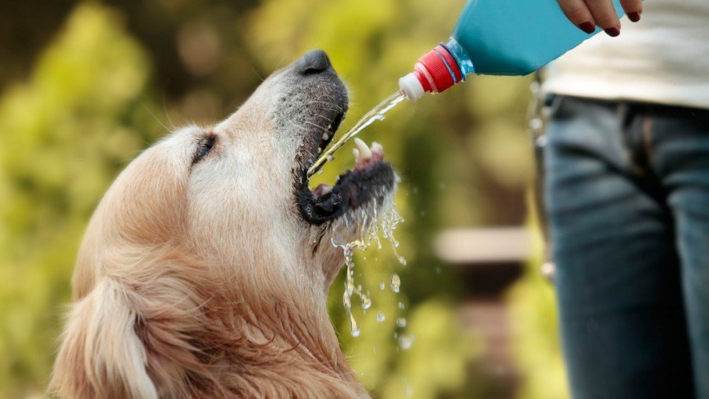 Importancia de la hidratación en las mascotas